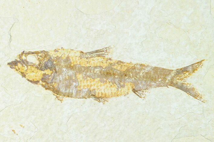 Fossil Fish (Knightia) - Wyoming #148547
